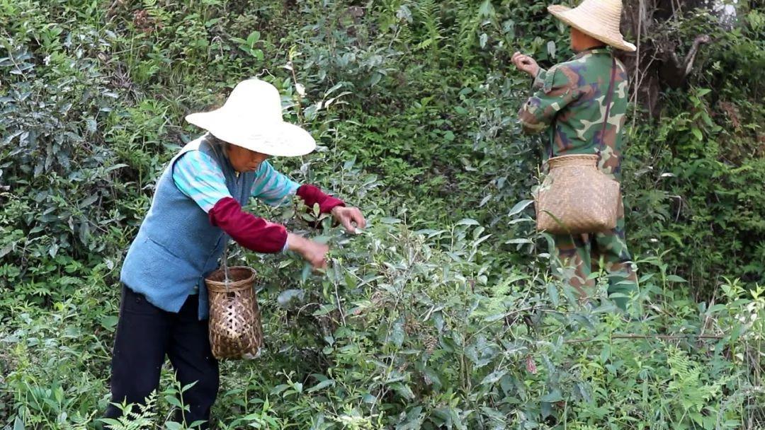 小菜茶和他的邻居们-黄坑植物探秘