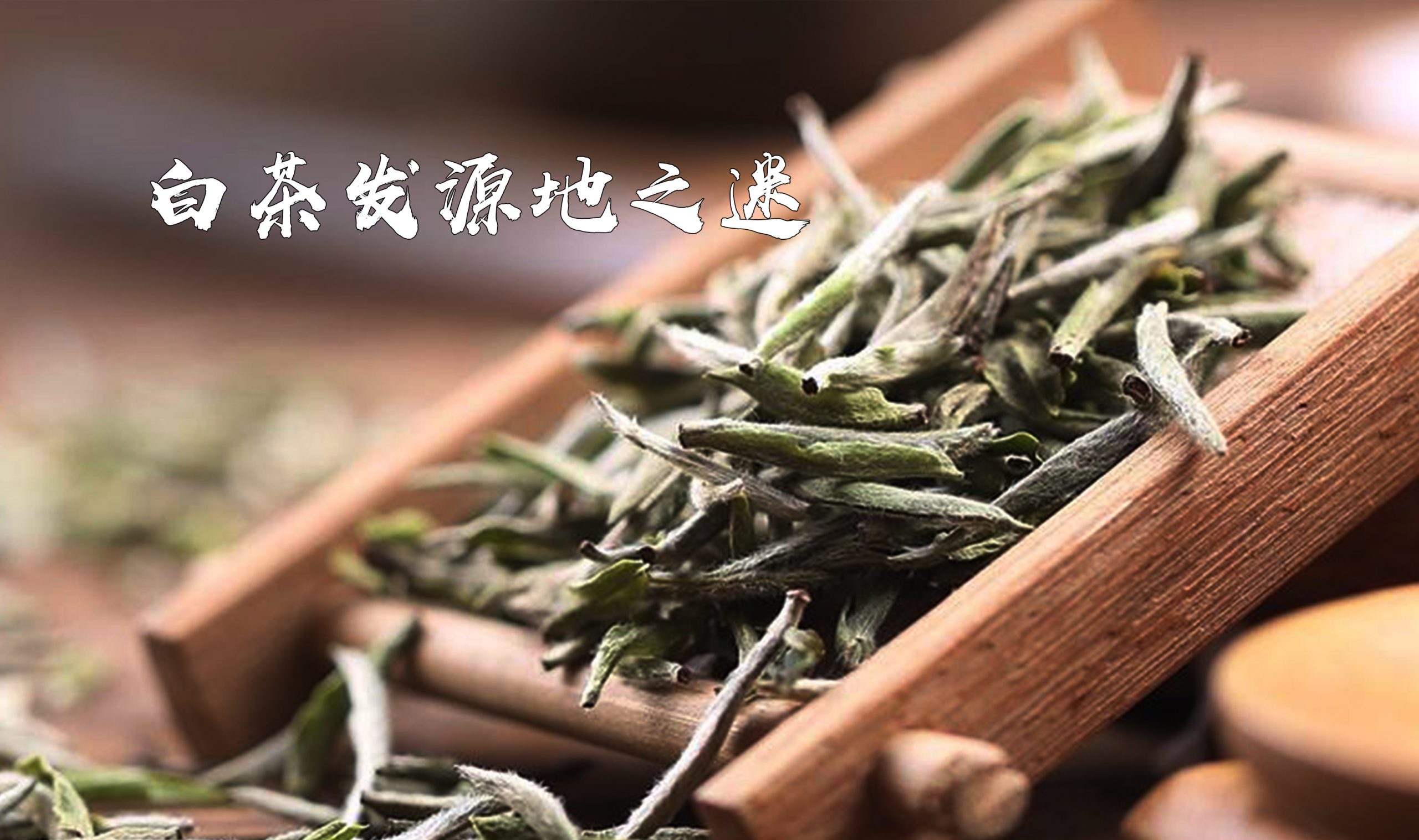 白茶的发源地到底在那里？