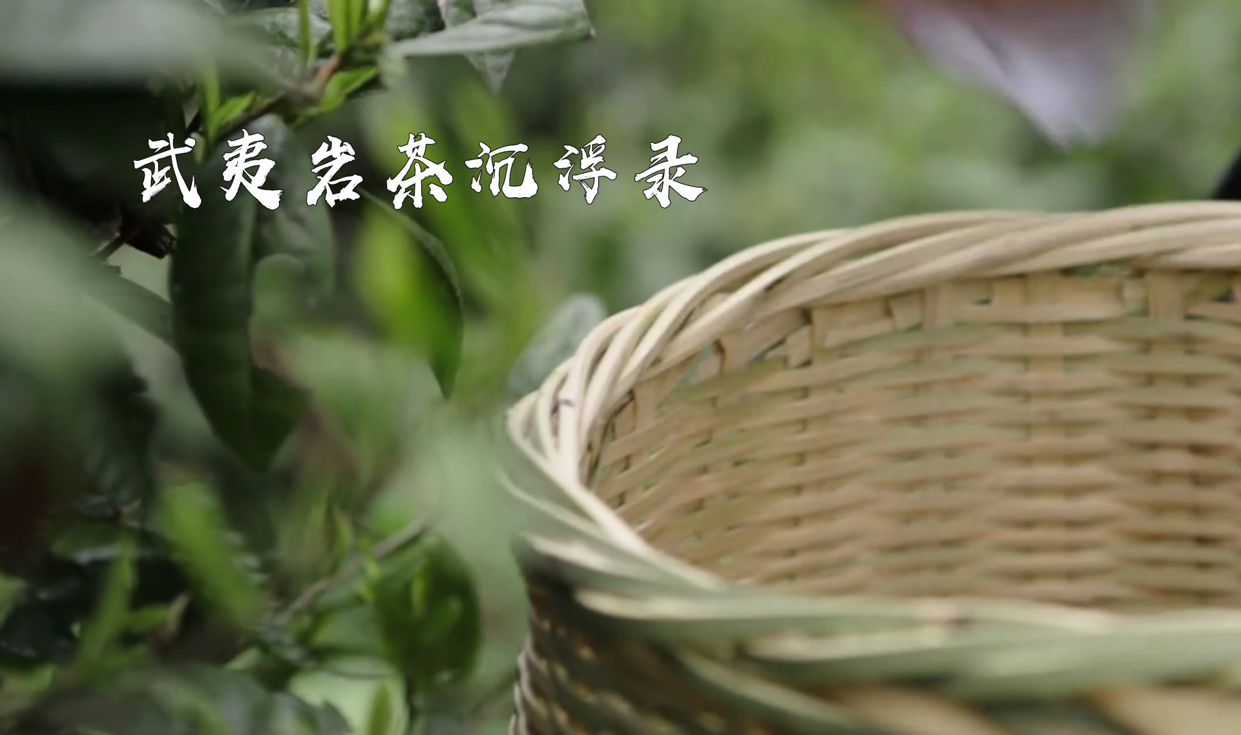 岩茶之伤？