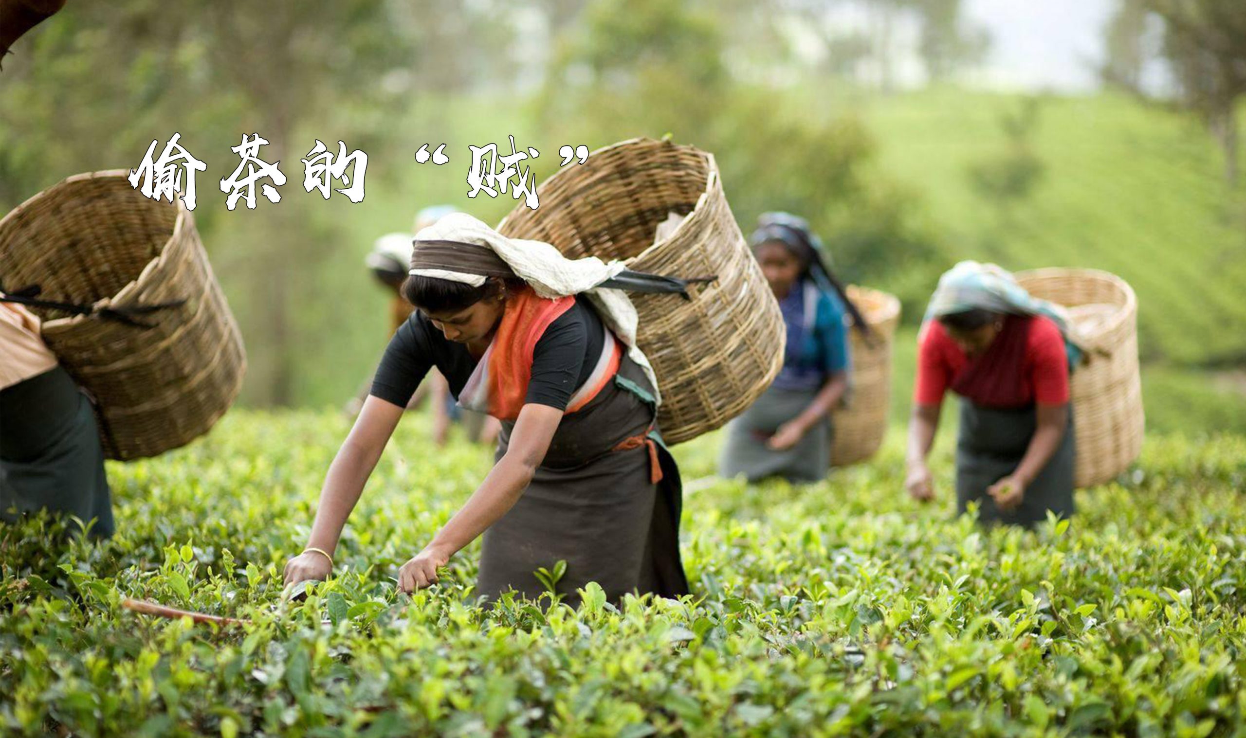 茶圈阿斗第四集：偷茶的“贼”为什么发展的比我们好？