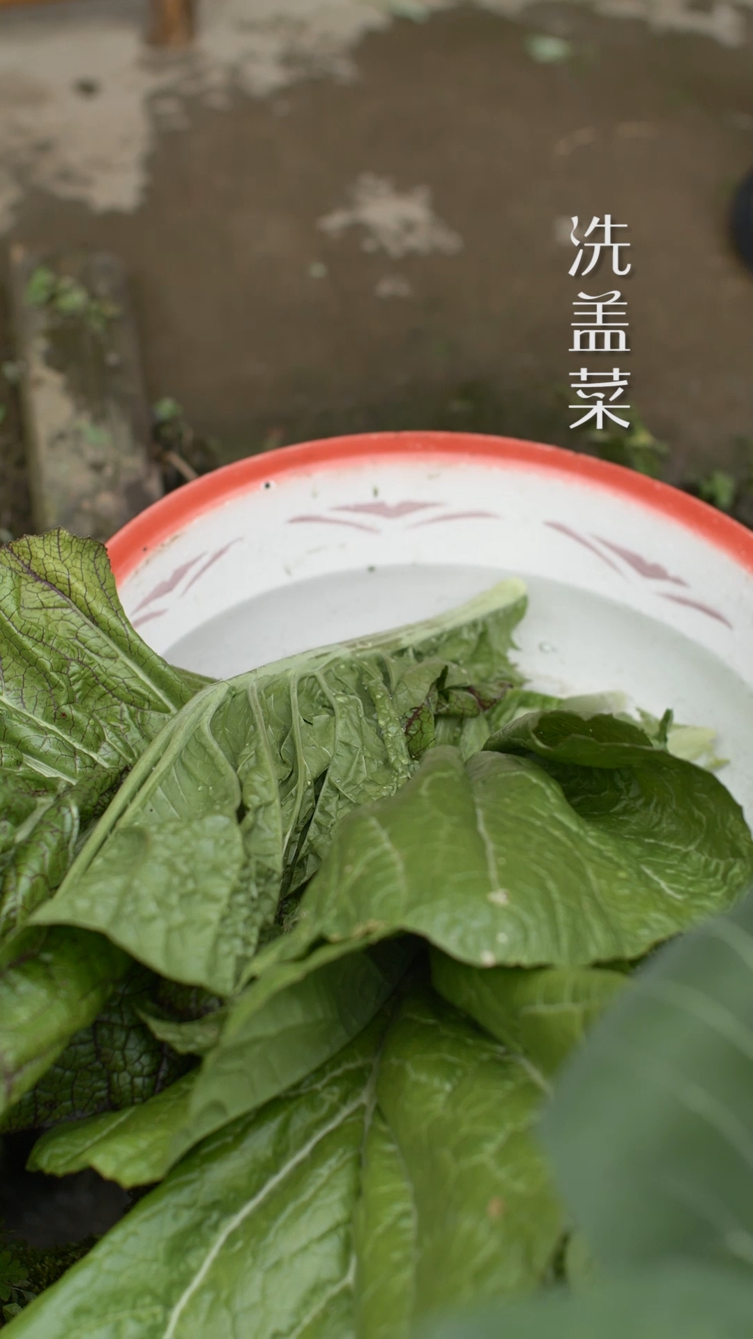 虾米盖菜