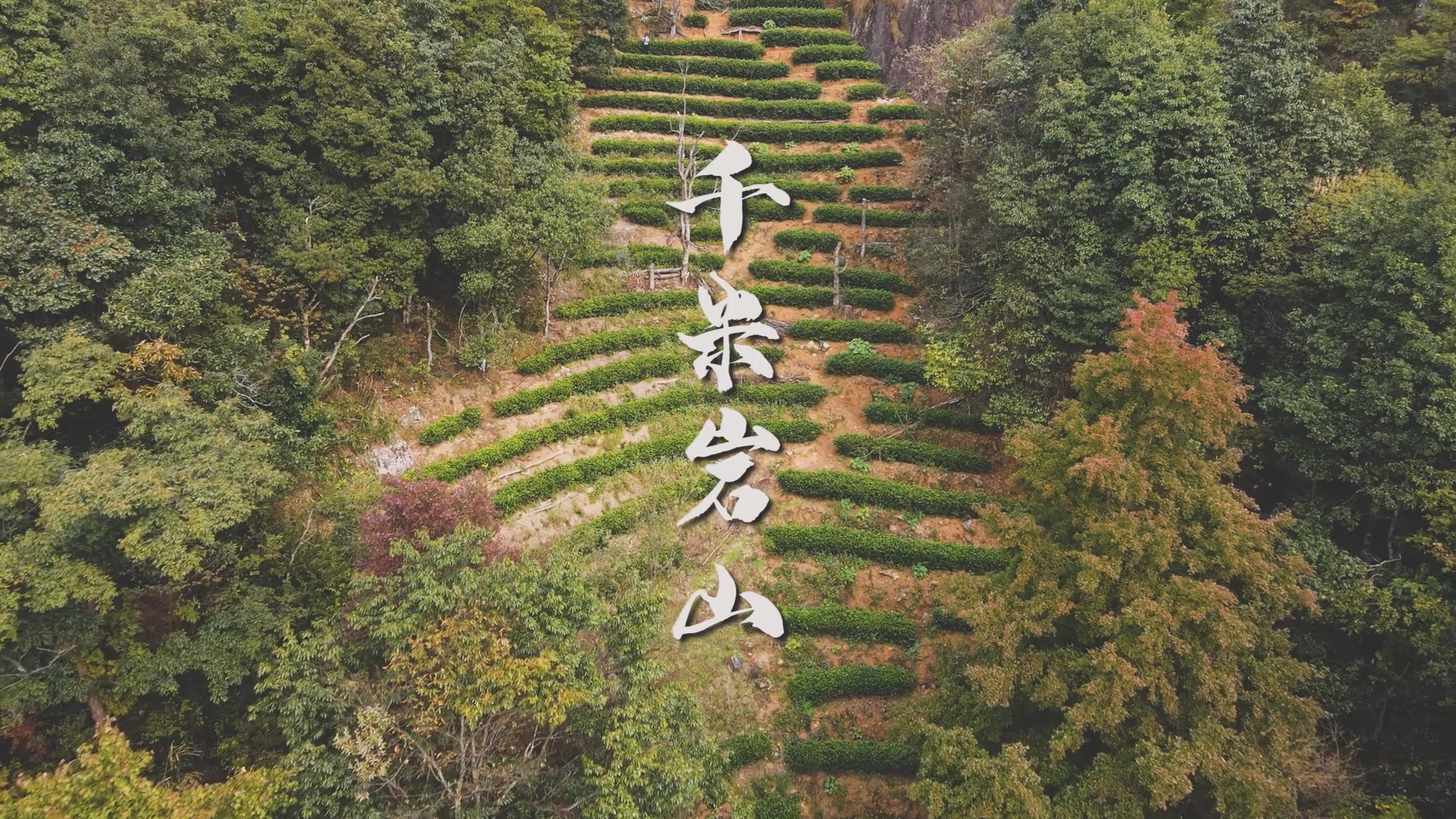 千米岩山茶叶专题片