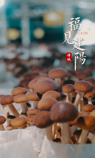 【福见建阳】建阳茶树菇