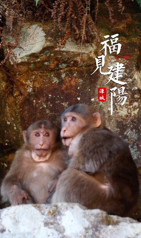 【福见建阳】建阳黄坑竹业