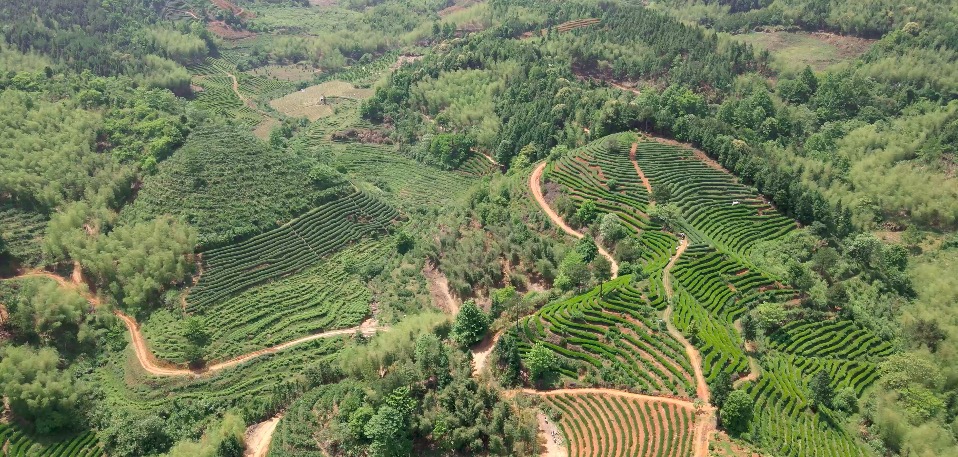 嘉应龙茶叶