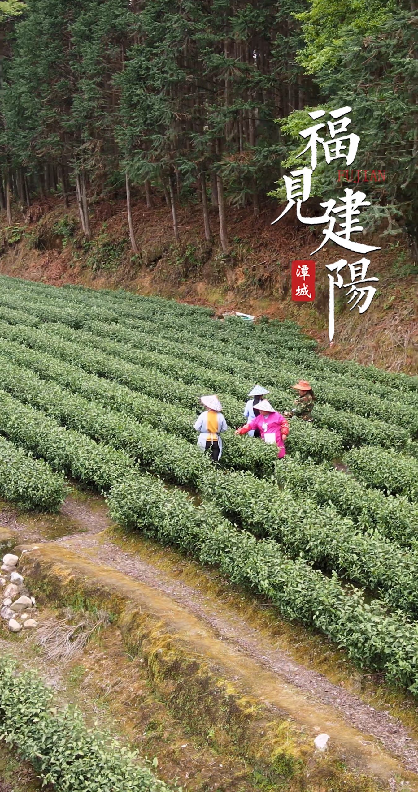 福见建阳-黄坑茶
