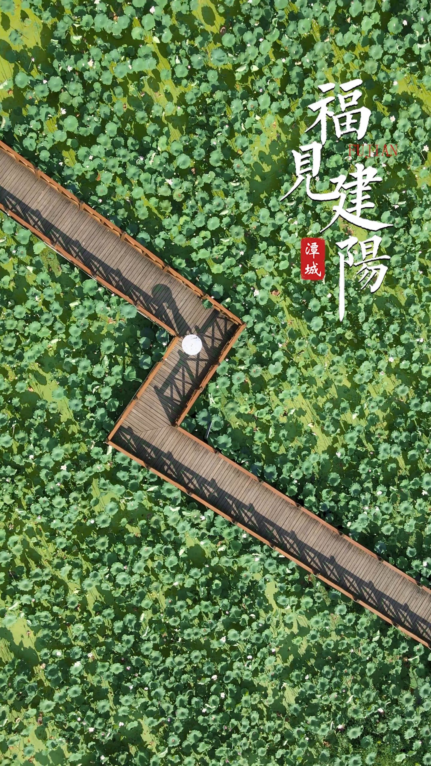 福见建阳-荷花池