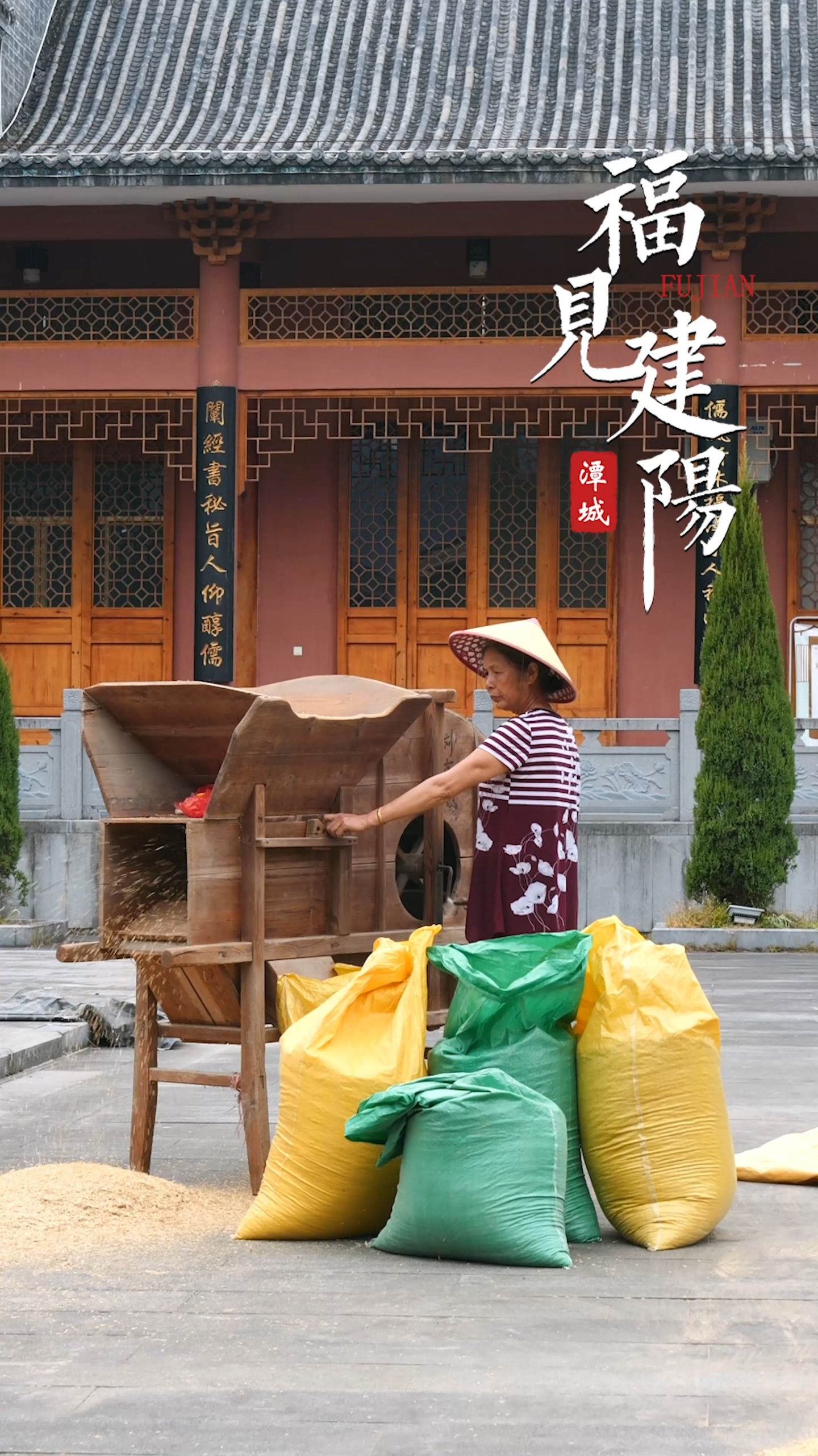 福见建阳-嘉禾稻