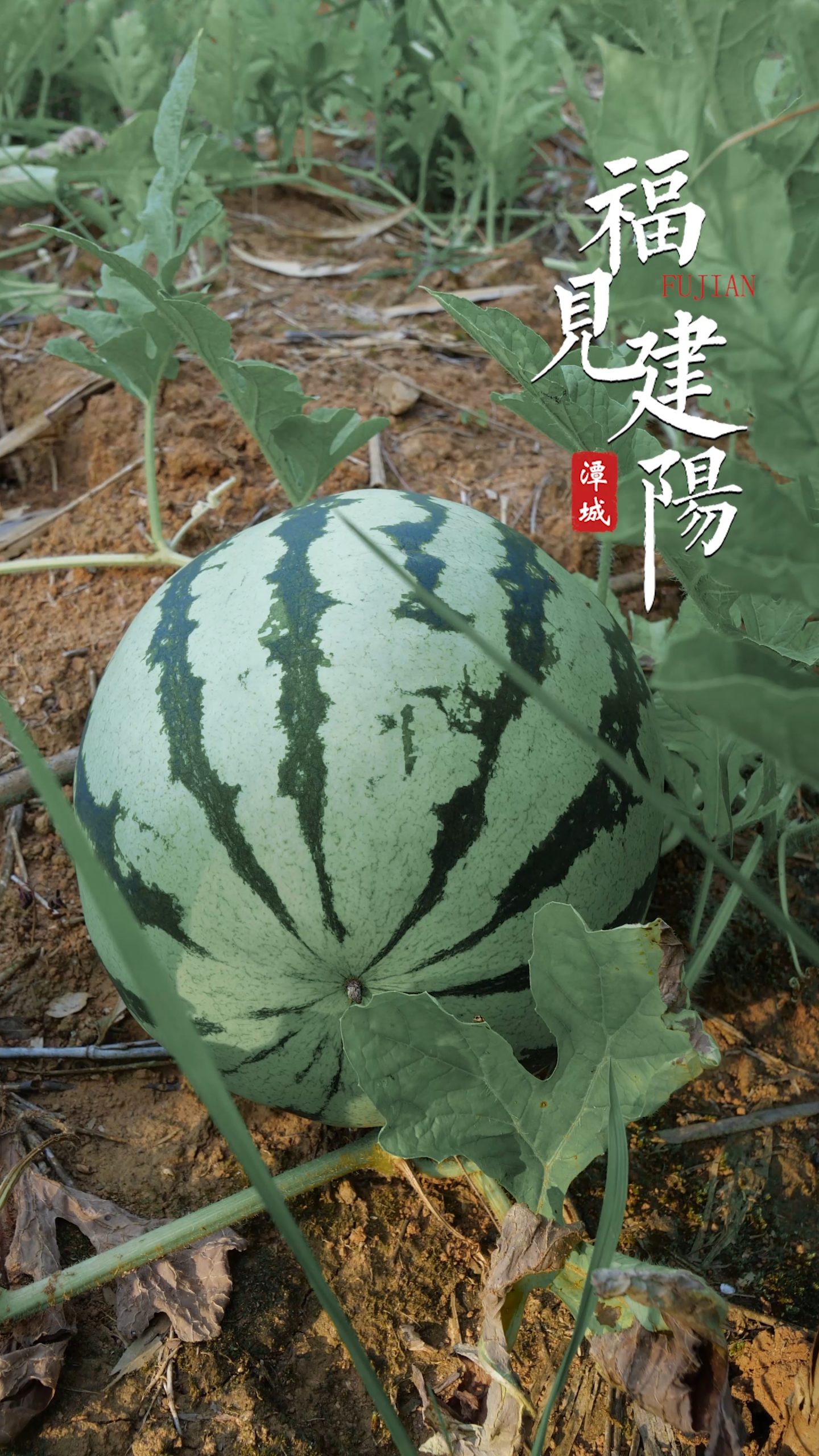 福见建阳-摘西瓜