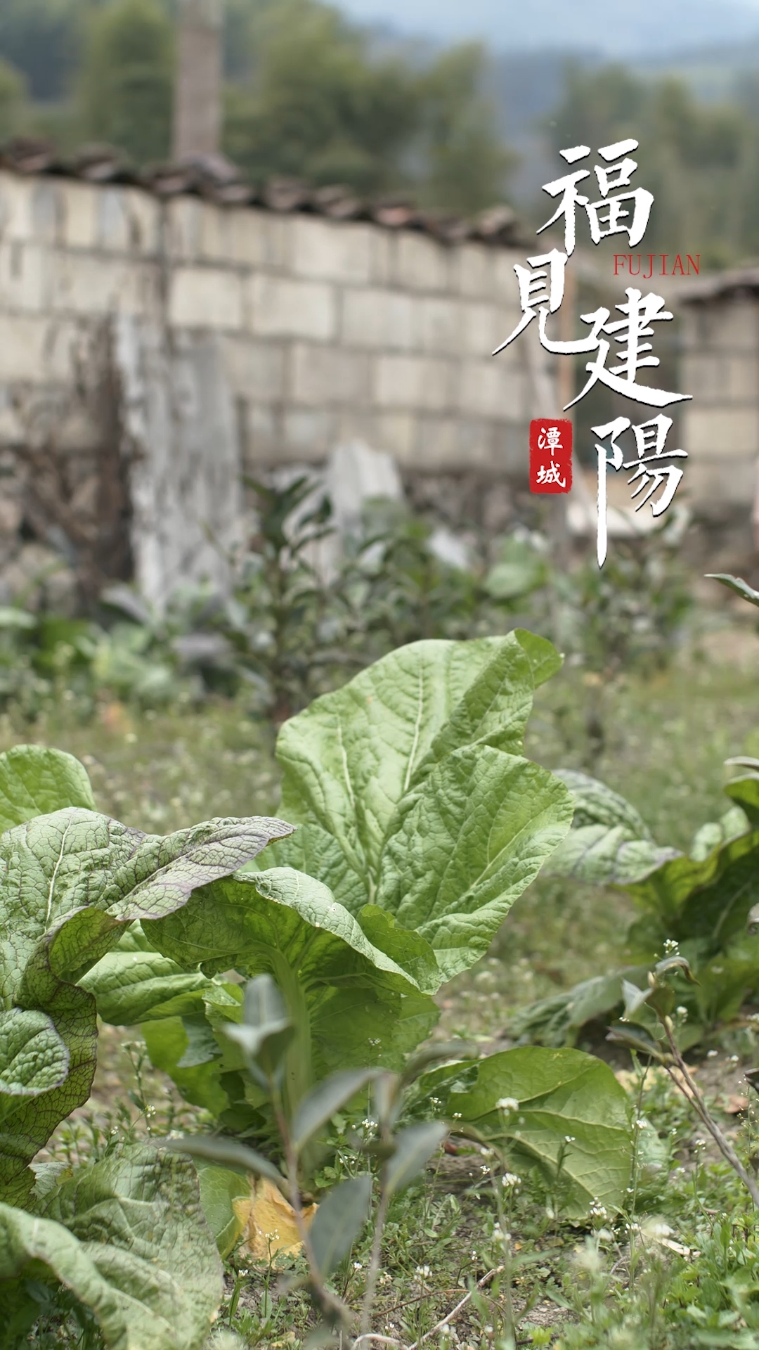福见建阳-虾米盖菜