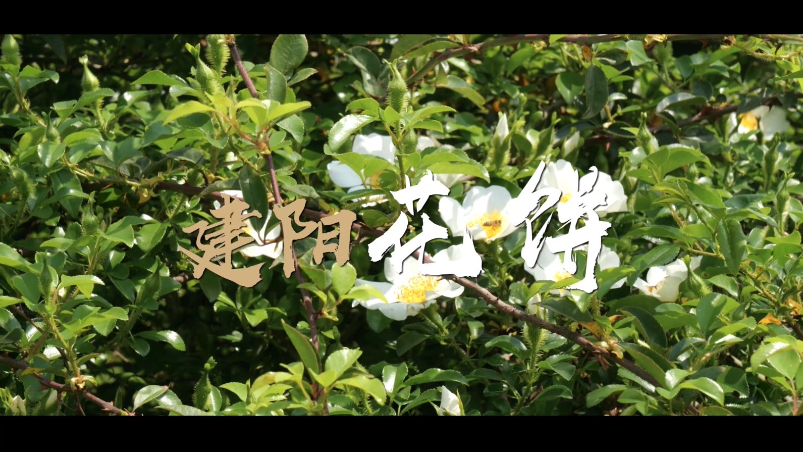 建阳花饼制作过程