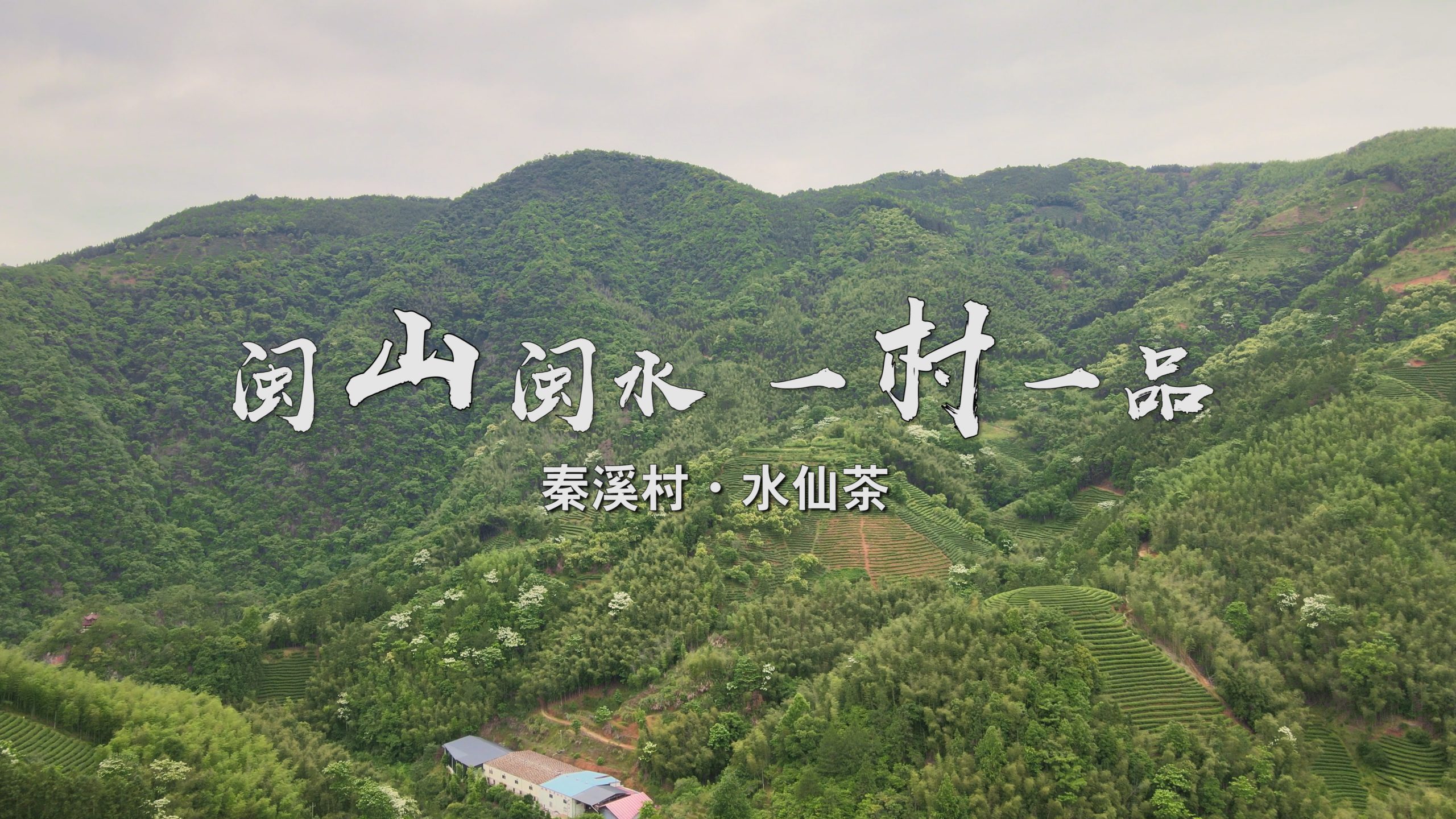 闽山闽水 秦溪村水仙茶-2min