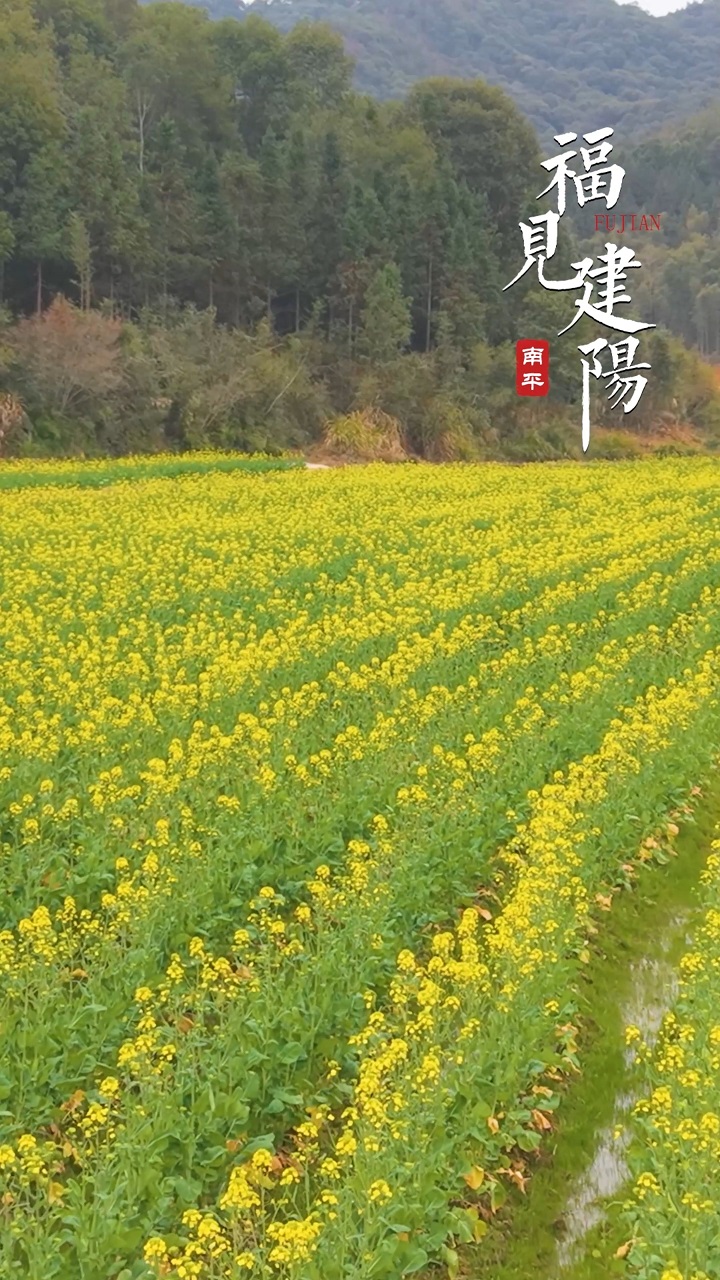 小源村油菜花