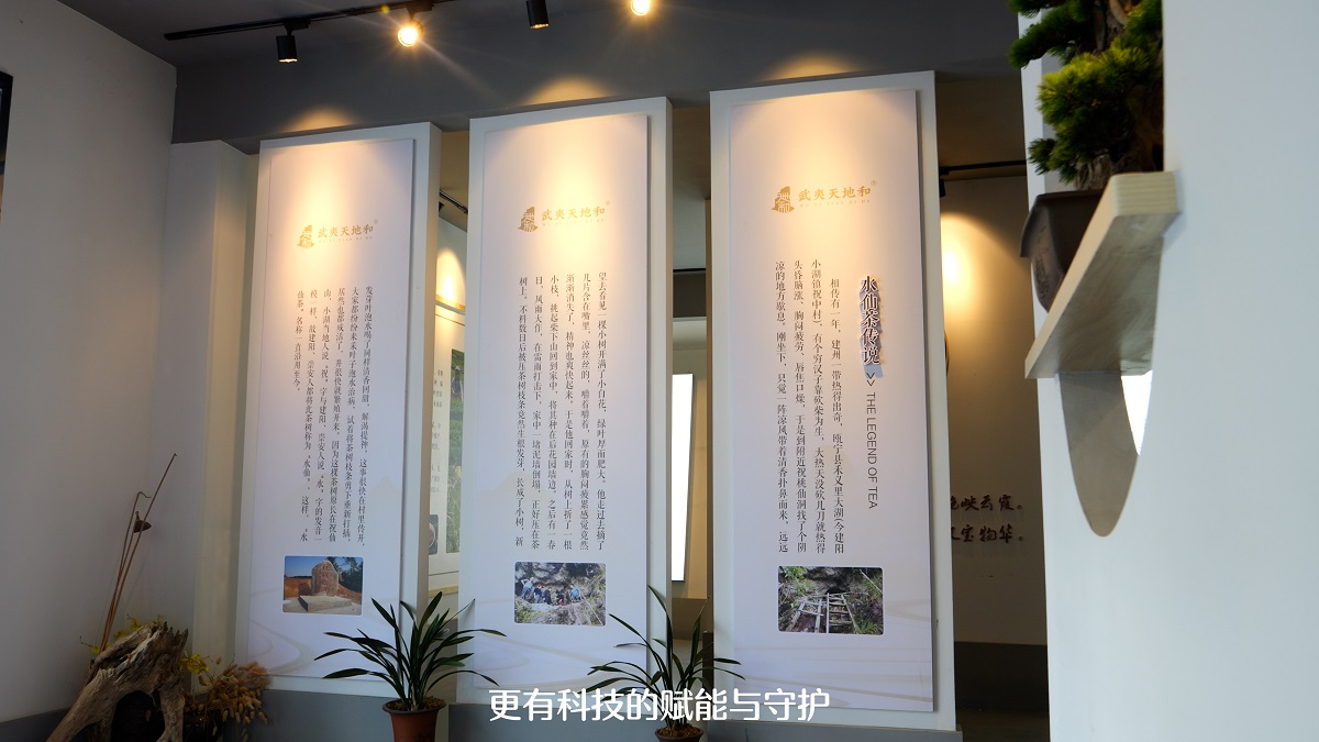 科技赋能 茶香蝶变-将口科特派